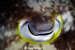 Cuttlefish eye by Stew Smith 